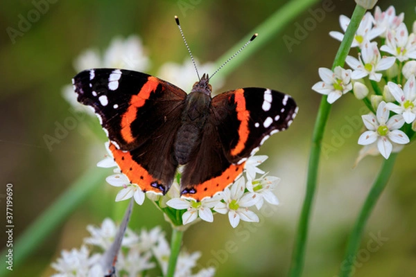 Obraz Red Admiral butterfly (Vanessa atalanta) in the Wichita Mountains Wildlife Refuge