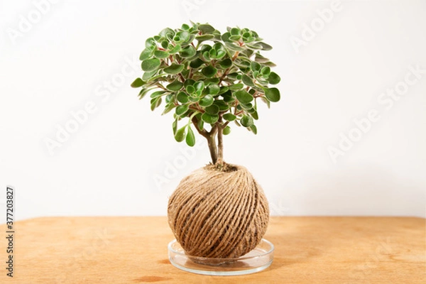 Obraz Kokedama composition with hedera plant