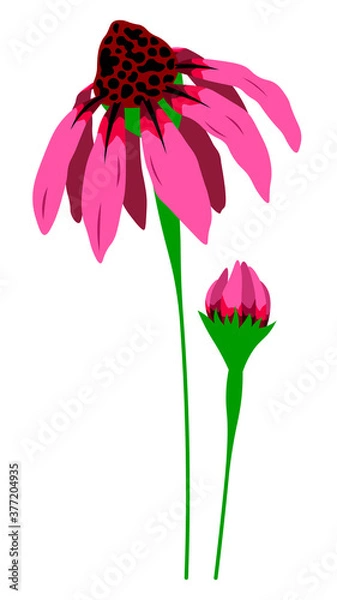 Fototapeta Pink cone flower with bud vector flat isolated colorful illustration