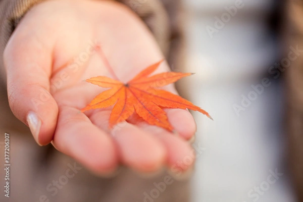 Fototapeta 紅葉と女性