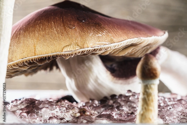 Fototapeta Meksykański magiczny grzyb to psilocybe cubensis, którego głównymi aktywnymi elementami są psilocybina i psylocyna - meksykański Psilocybe cubensis. Zarodniki dorosłego grzyba