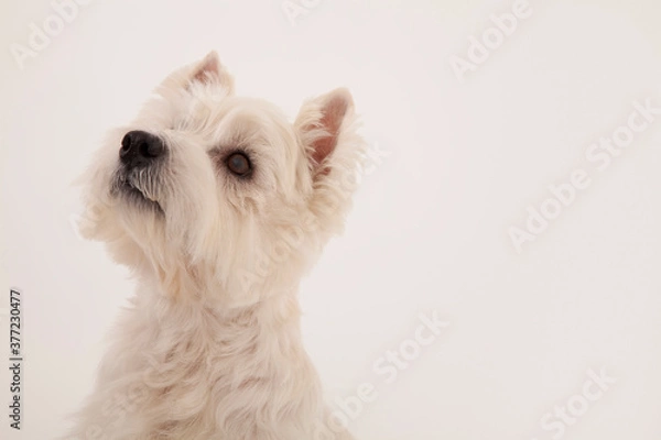 Fototapeta ウエストハイランドホワイトテリア