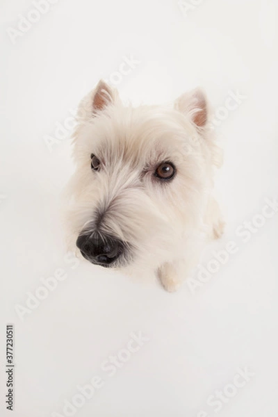 Fototapeta ウエストハイランドホワイトテリア