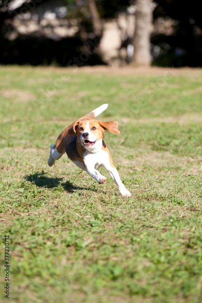 Fototapeta 走るビーグル