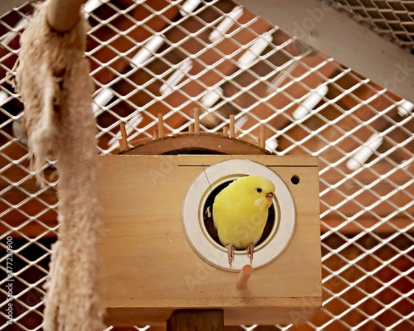 Fototapeta Yellow Parakeet