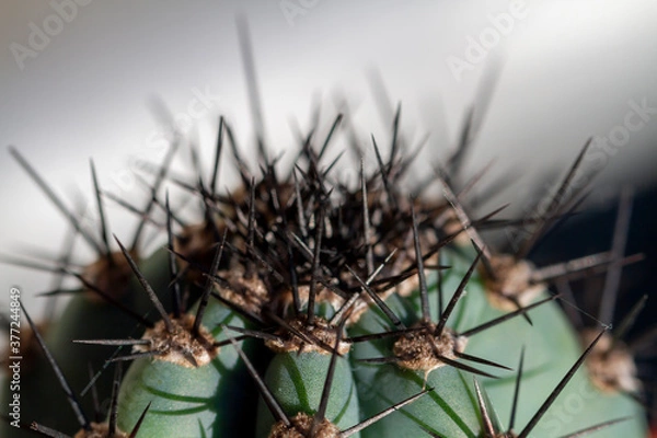 Obraz The top of a spiky cactus plant. 