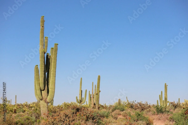 Obraz Saguaros In The Sun In Scottsdale Arizona