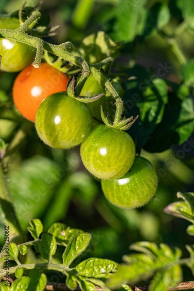 Fototapeta whole bunch of small green cherry tomatoes hang on the vein under the sun in the garden with an orange one in between