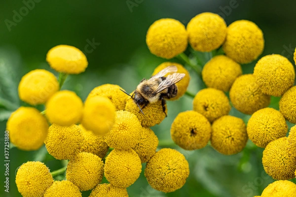 Fototapeta close up of a bee pollinating on top of bunch beautiful ball-shaped yellow tansy flowers