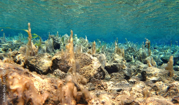 Obraz Bubbles trapped in algae in Silfra