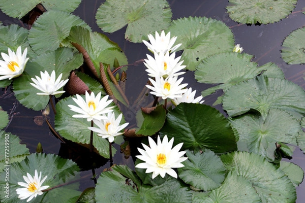 Fototapeta white flowers on a pond