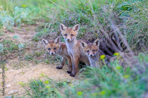 Fototapeta three foxes 