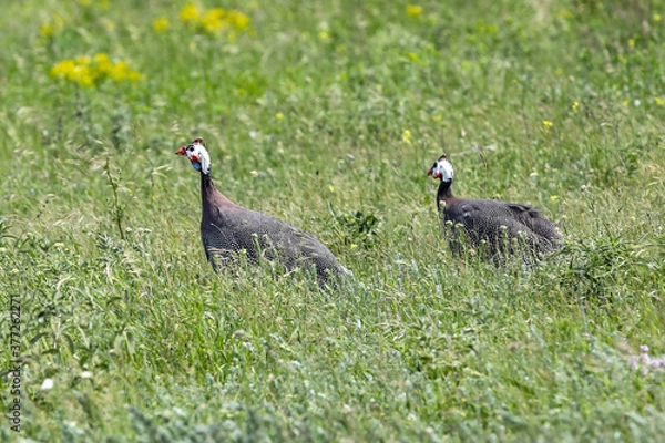 Fototapeta 
Guinea fowl 