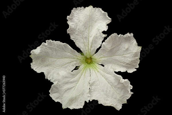 Obraz Lagenaria flower head on black