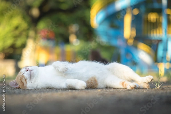 Fototapeta 寛ぐ茶白猫