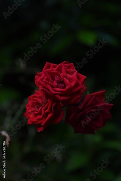 Obraz 薔薇　神秘　自然　ローズ