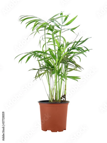 Obraz Howea Forsteriana (Kentia)