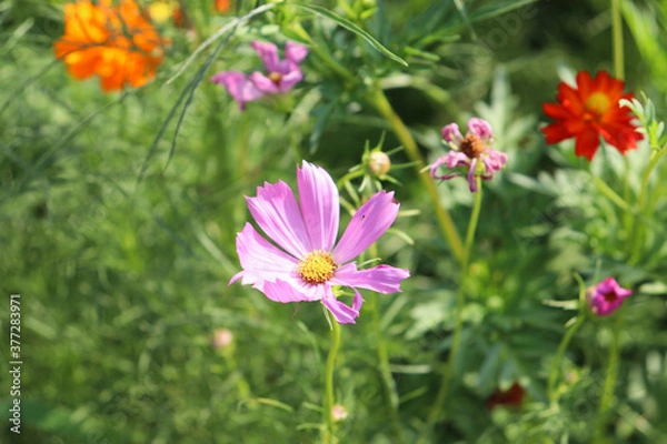 Fototapeta 花 コスモス ピンク