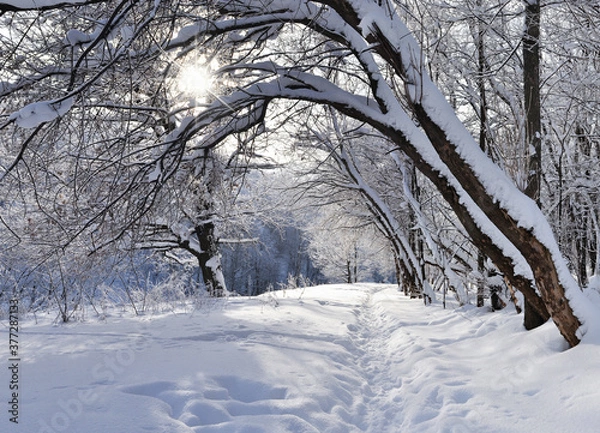Fototapeta Winter forest.