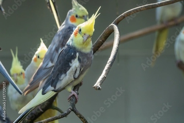 Obraz Nymphensittich