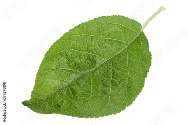Fototapeta Apple leaf closeup