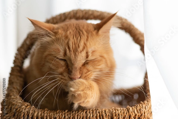 Fototapeta のんびり過ごす猫　　茶トラ猫