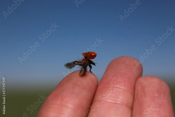 Obraz ladybird on finger