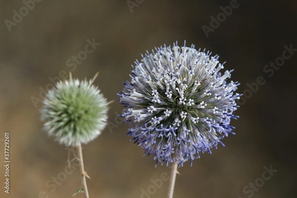 Fototapeta thistle in bloom