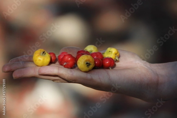 Obraz hand holding a red and yellow hawthorn