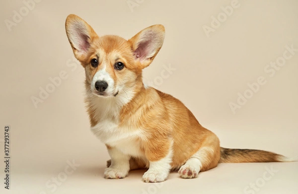 Obraz Adorable cute puppy Welsh Corgi Pembroke sitting on light background