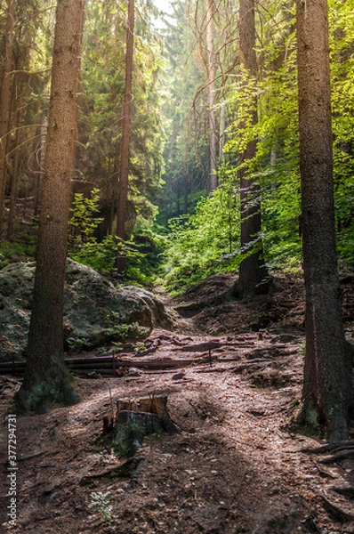 Obraz The way in the forest