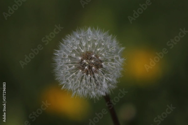 Obraz dandelion on a green background