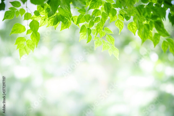 Fototapeta Concept nature view of green leaf on blurred greenery background in garden and sunlight with copy space using as background natural green plants landscape, ecology, fresh wallpaper concept.