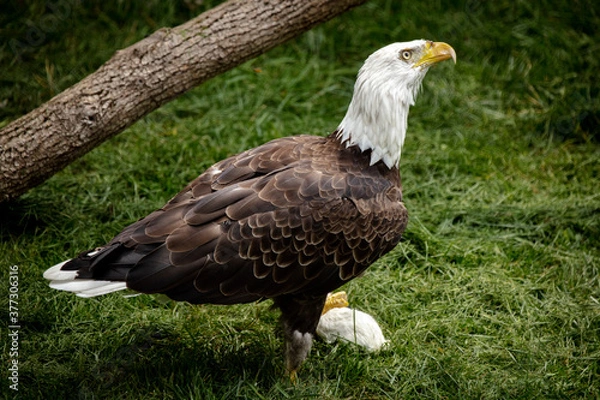 Obraz aguila ave cazando eagle ave
