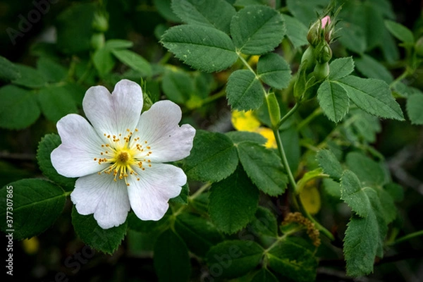 Fototapeta Flor de mora