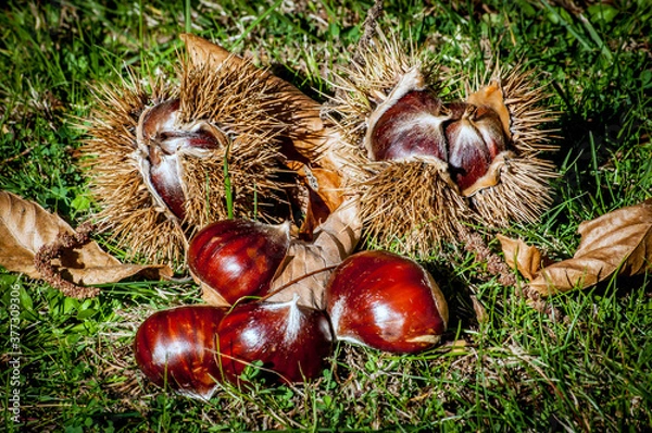 Fototapeta Castañas