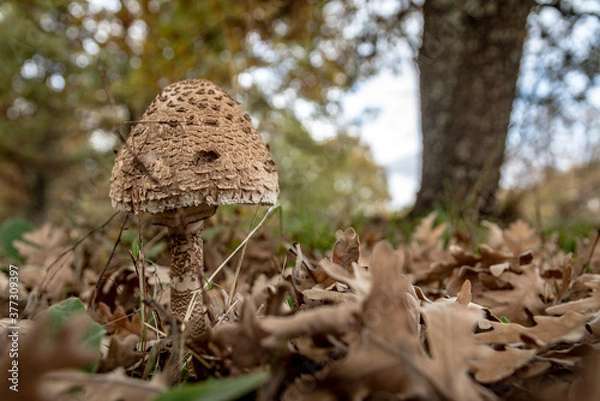 Fototapeta MacroLepiota