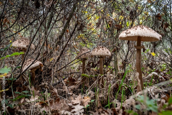 Fototapeta MacroLepiota