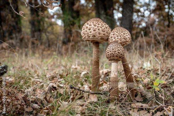 Fototapeta MacroLepiota