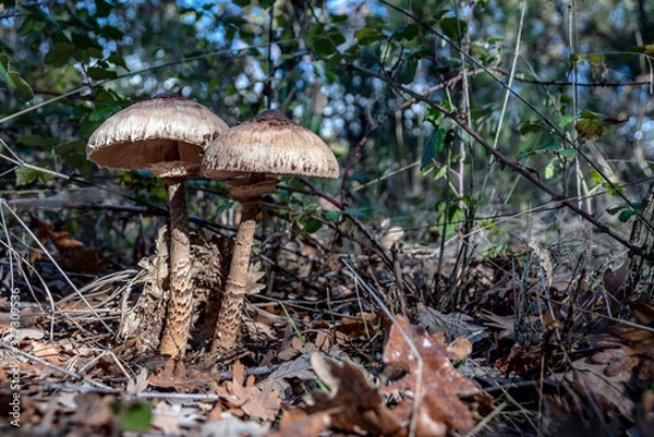 Fototapeta Macrolepiota