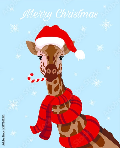Obraz Hand drawn vector illustration of cute animals, giraffe in Santa hats. Concept Christmas card, invite.  in a warm red scarf. Sketch of the giraffe facial head. Vector illustration christmas sweets 