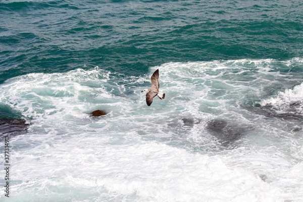Obraz Seagulls flying over the waves.