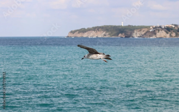 Obraz Seagulls flying over the waves.