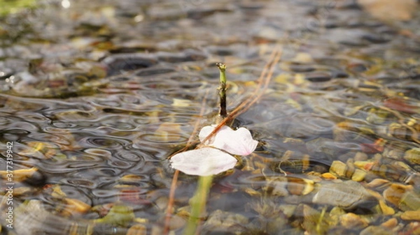 Obraz 舞い散った桜の花びら