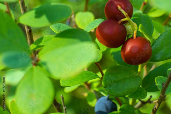 Fototapeta Cranberry berries with a Bush in the forest in summer