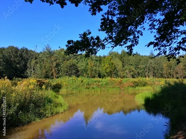 Fototapeta forest-lake