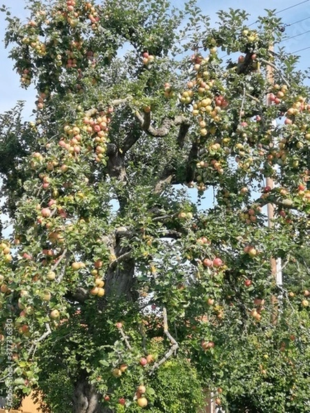 Fototapeta old apple tree