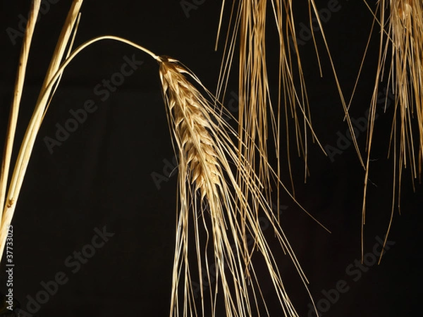 Fototapeta Колос ячменя