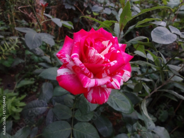 Fototapeta delicate rose