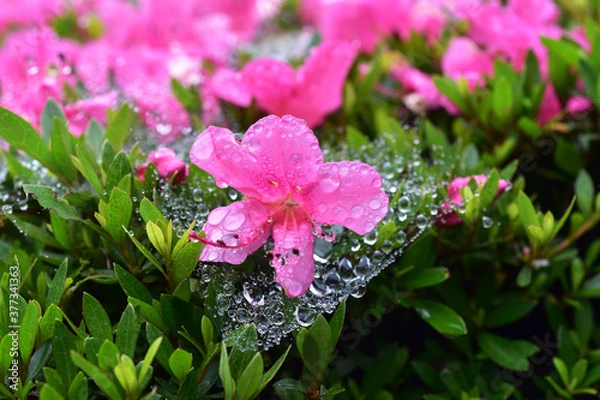 Obraz 雨上がり、ツツジの花にかかった蜘蛛の巣に残る水滴